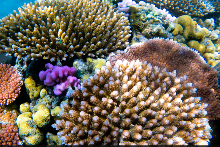 Port Vila: Kayaking & Snorkelling Tour with Turtles & lunch Full Day - Kayaking & Snorkeling Tour with Lunch & Pickup