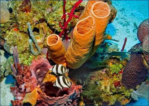 Visit Roatan Snorkeling and Beach Hopping 5-Hour Adventure in Palermo, Italy