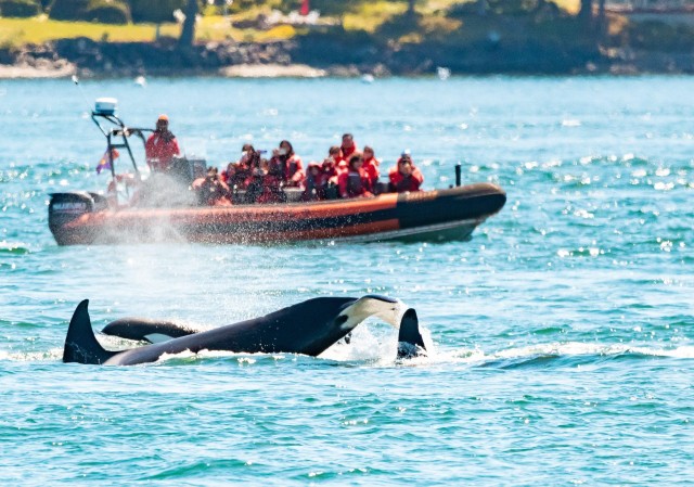 Visit Victoria 3-Hour Zodiac Whale-Watching Tour in Victoria, British Columbia, Canada