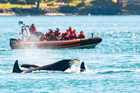 Victoria: 3-stündige Zodiac-WalbeobachtungstourAb Victoria: Whale Watching im Zodiac-Boot