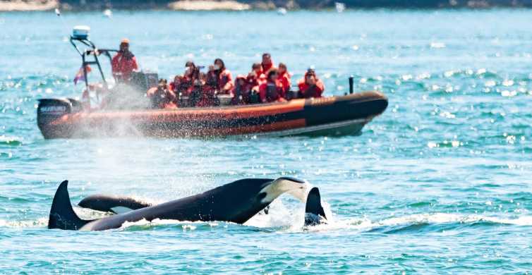 Victoria: 3-Hour Zodiac Whale-Watching Tour
