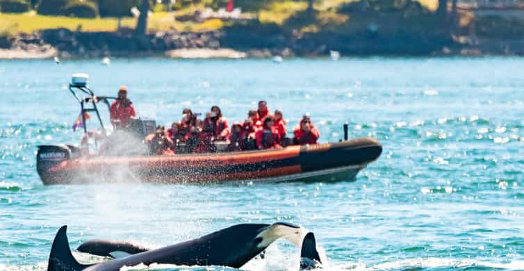 Victoria: 3-Hour Zodiac Whale-Watching Tour