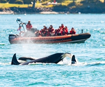 Victoria: tour di 3 ore di osservazione delle balene in zodiaco