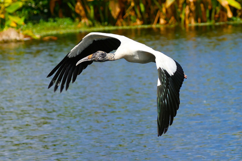 Savannah River Marsh : votre croisière inoubliable !