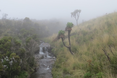 Marangu 6-dniowe wejście na Kilimandżaro: Wejdź na Dach Afryki
