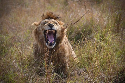 Nairobi National Park Scenic Wildlife-Packed Half-Day safari