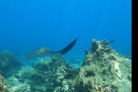 Excursions de plongée avec masque et tuba dans les îles Daymaniyat