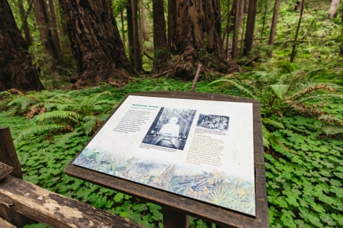 San Francisco: Muir Woods, sekwoje olbrzymie i SausalitoWycieczka i prom z Sausalito