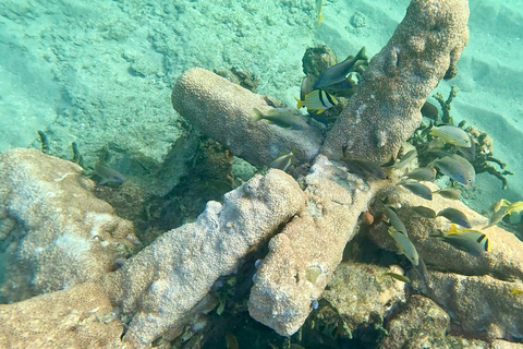 Ft Lauderdale: Combo Deal Snorkel Reefs, Kayak/SUP Mangroves