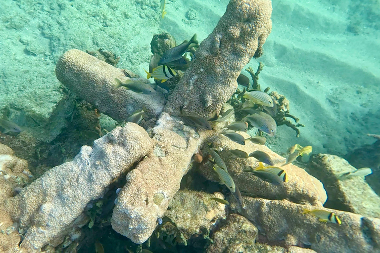 Ft Lauderdale: Combo Deal Snorkel Reefs, Kayak/SUP Mangroves