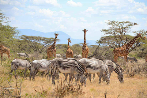 Depuis Nairobi : 3 jours dans la réserve nationale de Samburu