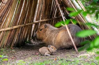 Eintrittskarte für den Zoo von Edinburgh