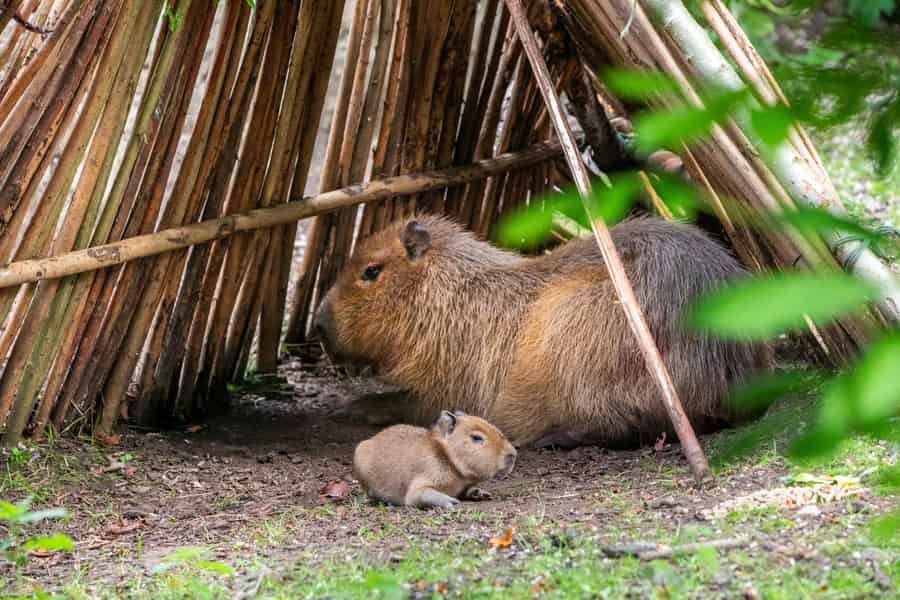 Eintrittskarte für den Zoo von Edinburgh. Foto: GetYourGuide
