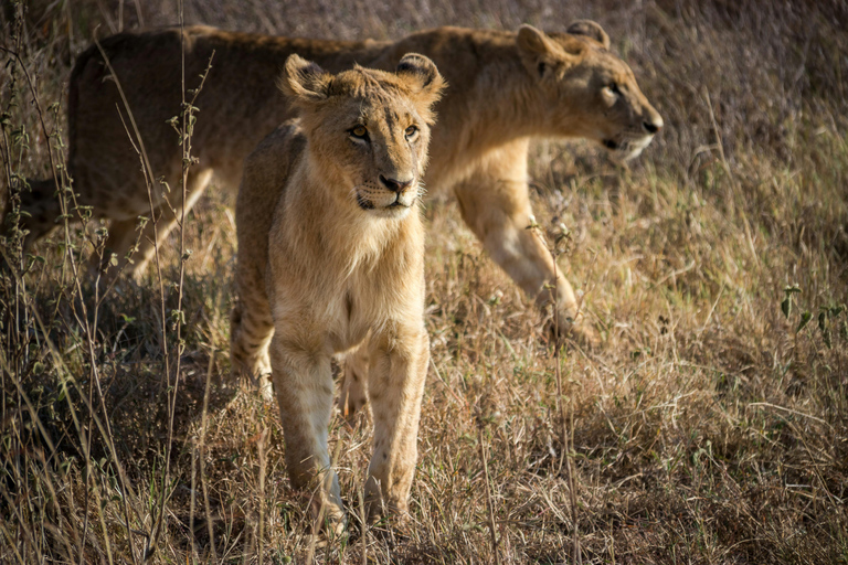 Safari por el Parque Nacional de Nairobi a primera hora de la mañana