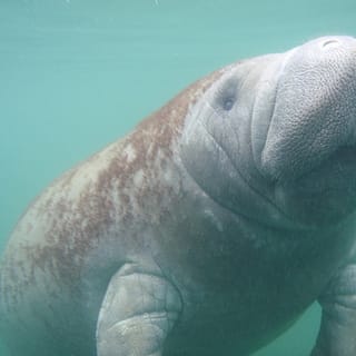 Orlando: Swim with Manatees and Homosassa State Park Visit