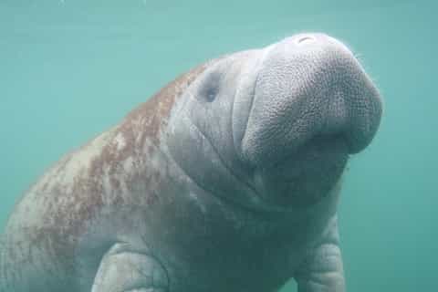 Orlando: Swim with Manatees with Optional Breakfast & Lunch