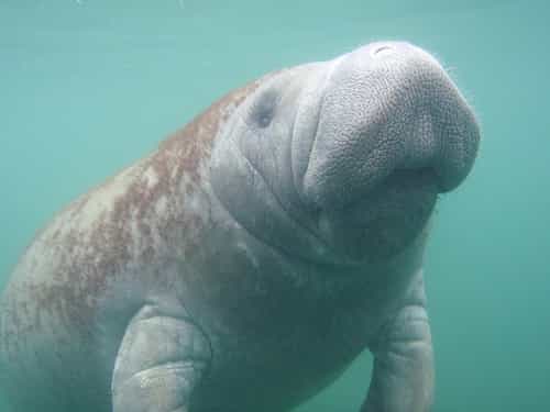 swim with the manatees daylong tour breakfast and lunch