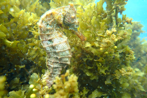 Explora Túneles Cabo Rosa en Isabela: Heldag med snorkling