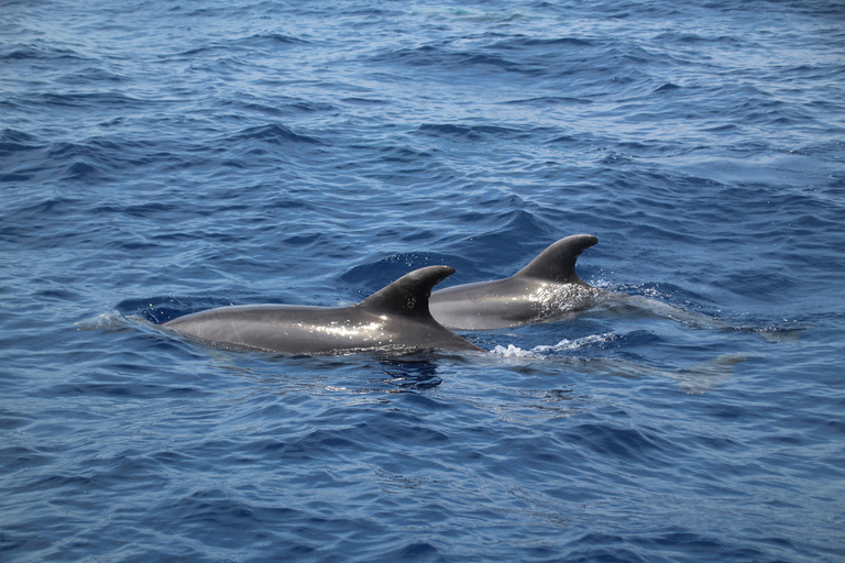 Cala d'Or: Dolphin sightseeing tour with dolphin watching Cala d'Or: Sightseeing tour with dolphin watching