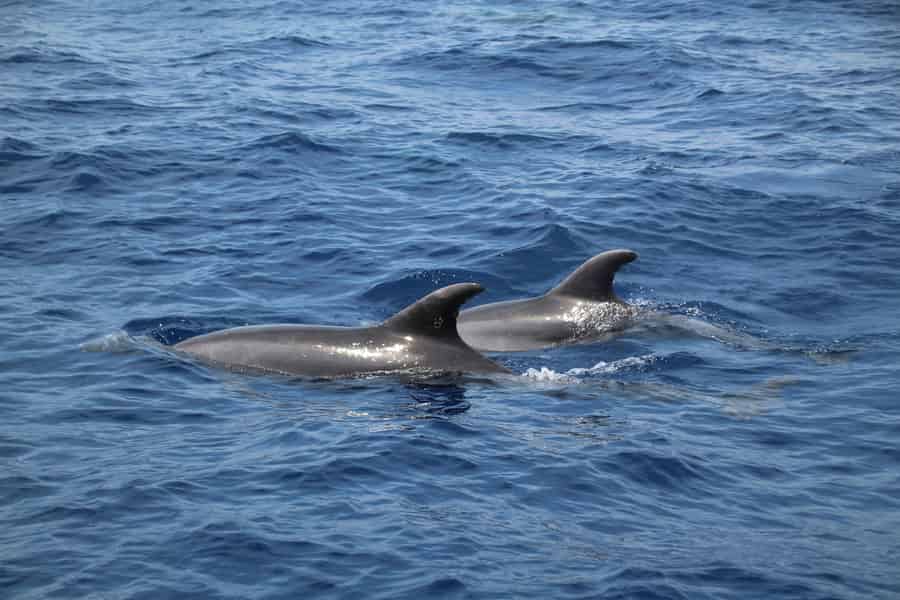 Cala d'Or: Delfin-Sightseeing-Tour mit Beobachtung. Foto: GetYourGuide Cala d'Or: Delfin-Sightseeing-Tour mit Beobachtung. Foto: GetYourGuide