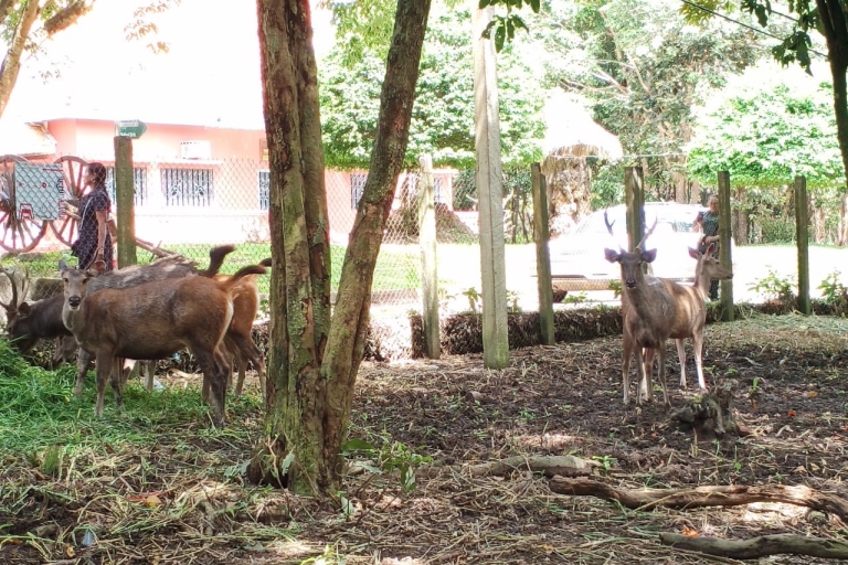 Prywatna 1-dniowa wycieczka do Buddy Kiri i parku zoologicznego Tamao