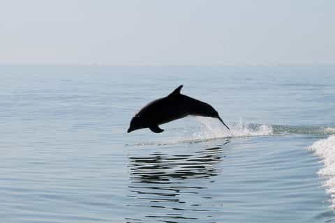 From Orlando: Dolphin Boat Tour in Clearwater Beach