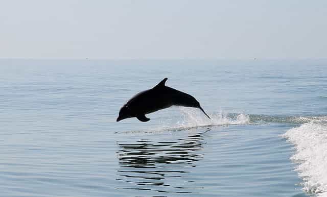 fra orlando dolphin boat tour i clearwater beach