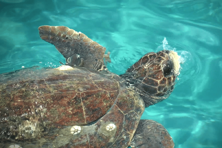 Zakynthos: Small Group Turtle Tour with Swim Stops