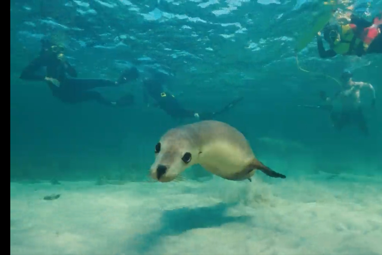 Perth: 2-Day Pinnacles, Sea Lions, and Seafood Tour