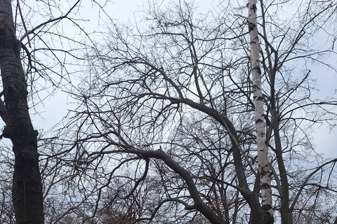 Bucharest: Arc de Triomphe & Village Museum Guided Tour