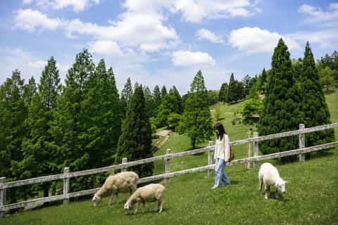 Mt. Rokko & Mt. Maya Nature Escape - Image 3