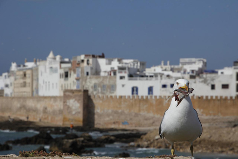 Marrakech: Escursione guidata di un giorno a Essaouira con visita della Cooperativa