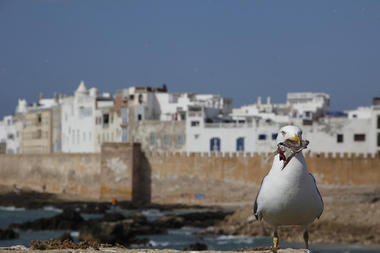 Marrakech: Guided Day Trip to Essaouira with Co-Op Visit