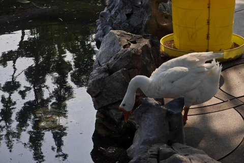 Shanghai: tour privato personalizzabile di 4 ore dei luoghi più importantiShanghai: tour di 4 ore con guida privata e macchina privata