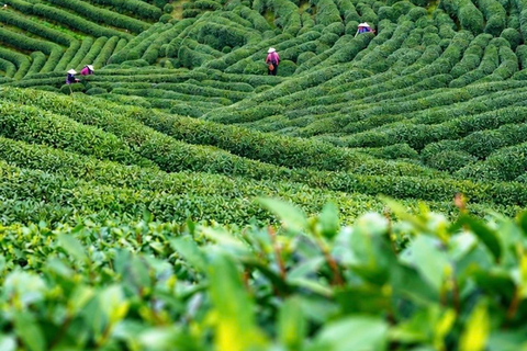 Hangzhou: Longjing Tea Culture & Nine Creeks Day Tour
