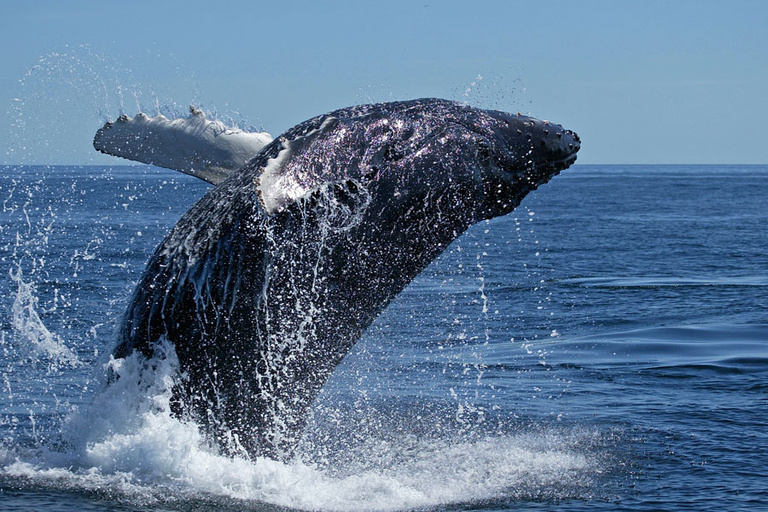 Cidade do Cabo: Excursão Hermanus 1 DiaExcursão em Inglês/Francês/Alemão