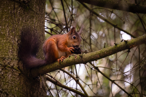 Oslo: Old-Growth Forest Hike with a Biologist