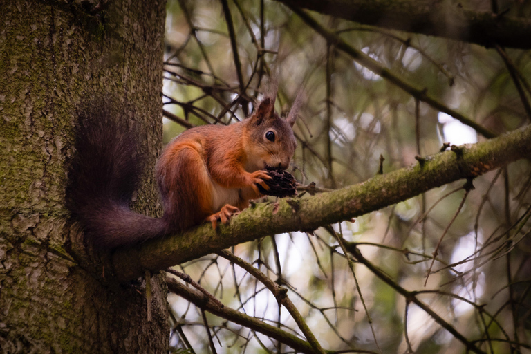 Oslo: Old-Growth Forest Hike with a Biologist
