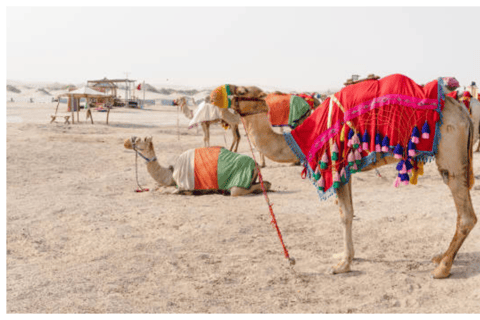 Doha: Desert Safari with Camel Ride and Sand Boarding