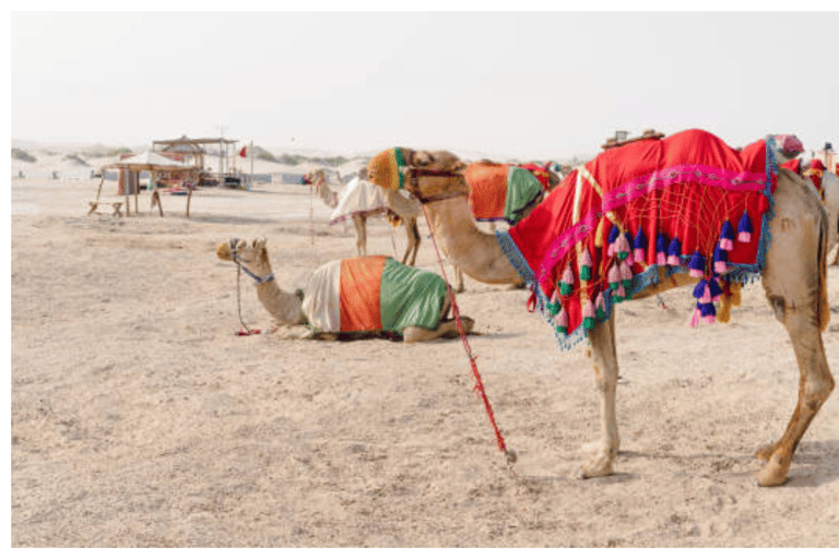 Doha: Safari por el desierto con paseo en camello y Sandboarding