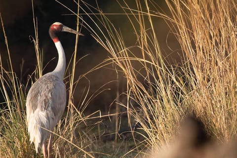 From Delhi, Agra, or Jaipur: Bharatpur Bird Sanctuary Tour