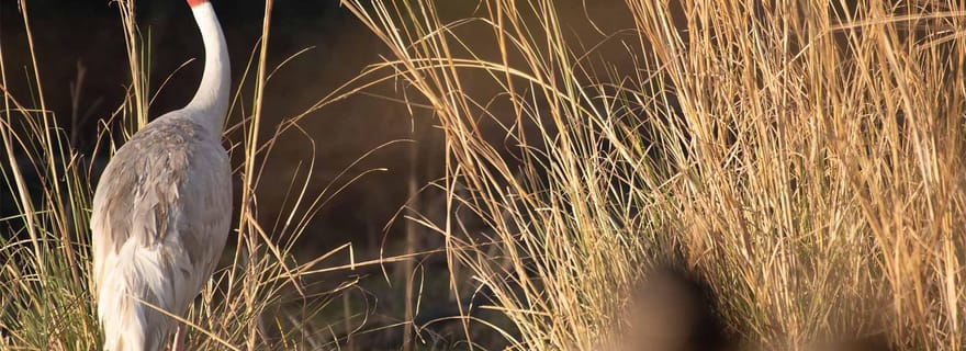 Depuis Delhi, Agra ou Jaipur : visite du sanctuaire ornithologique de Bharatpur