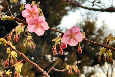 Tokyo: Cherry Blossom E-Bike Tour with Guide