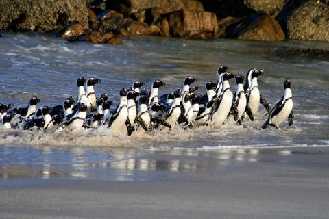 Kaapstad: Boulders Penguin Colony vooraf geboekt toegangsbewijsVooraf geboekte toegangsbewijs voor Boulders Penguin Colony