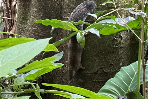 Materuni Waterfalls and Coffee Day Tour