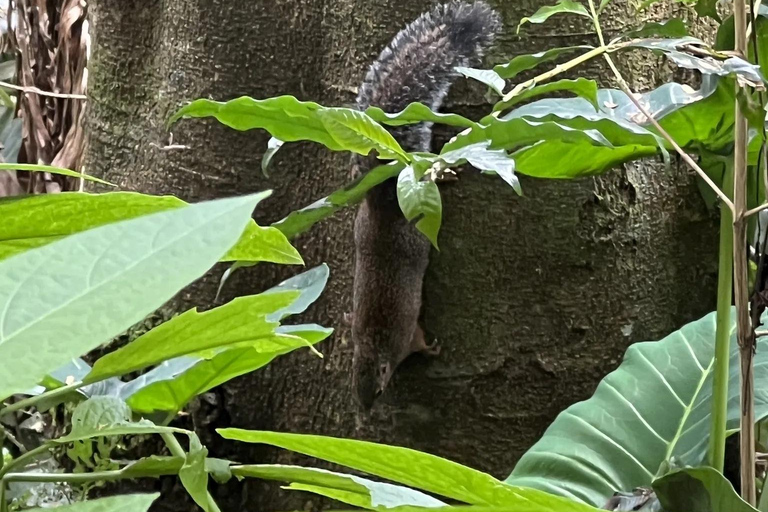 Materuni Waterfalls and Coffee Day Tour