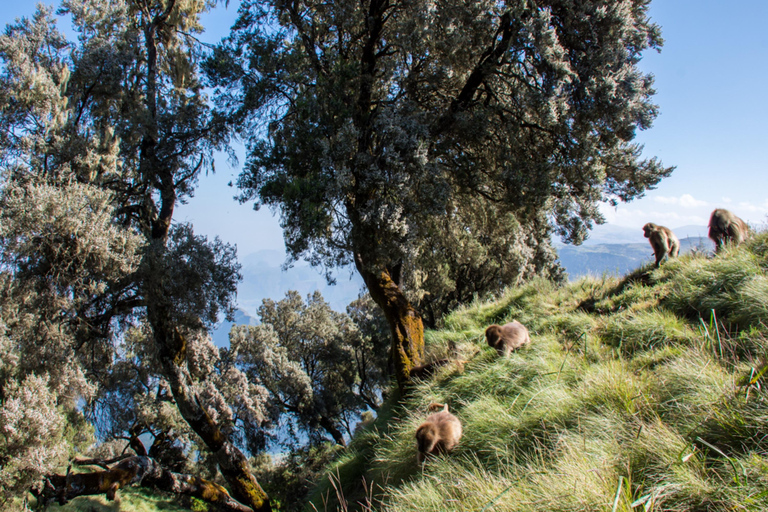 Addis Ababa: 7-Day Blue Nile, Simien, & Omo Valley Tour