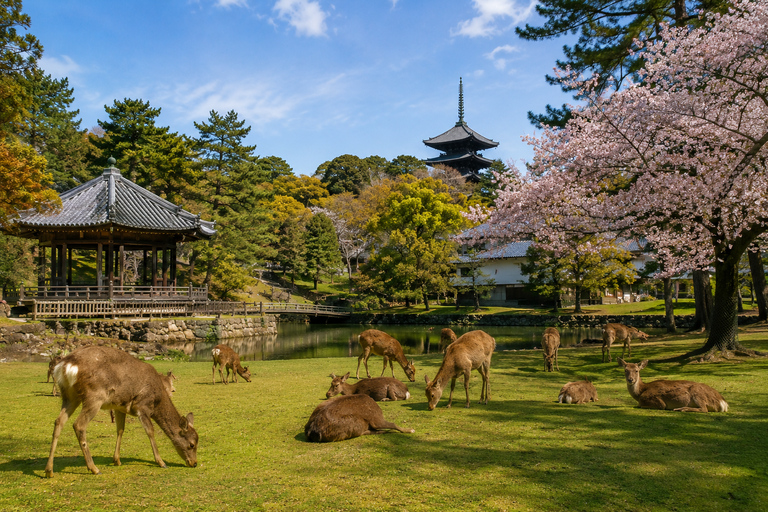 Osaka: Osaka & Nara Private Customizable Guided Tour