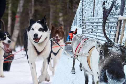 Tour Combo\Husky e giro in slitta con le renne a Levi