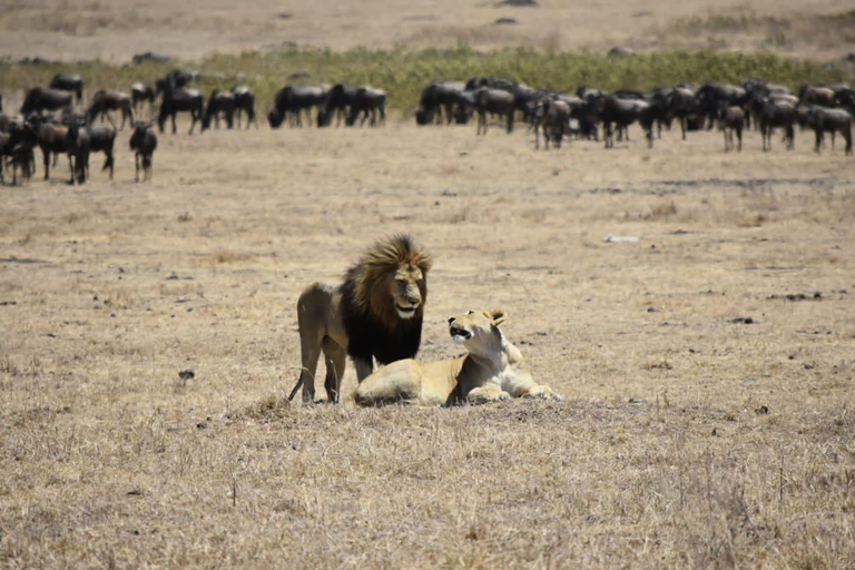 Tanzania: 7-Day Serengeti Family Safari 